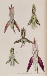 Ilustracja I. Catasetum callosum II. Catasetum cristatum (jako syn. Catasetum cornutum) III. Catasetum barbatum IV. Catasetum laminatum V. Catasetum lanciferum